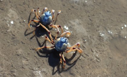 Soldier crabs are commonly found in Moreton Bay